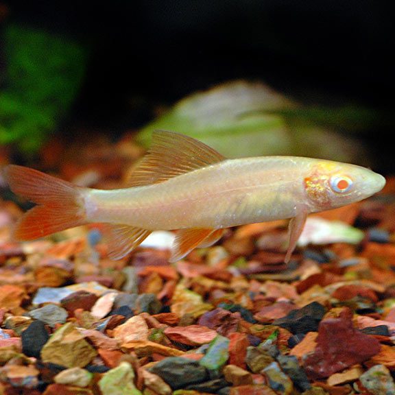 Albino Rainbow Shark The Fish Guy