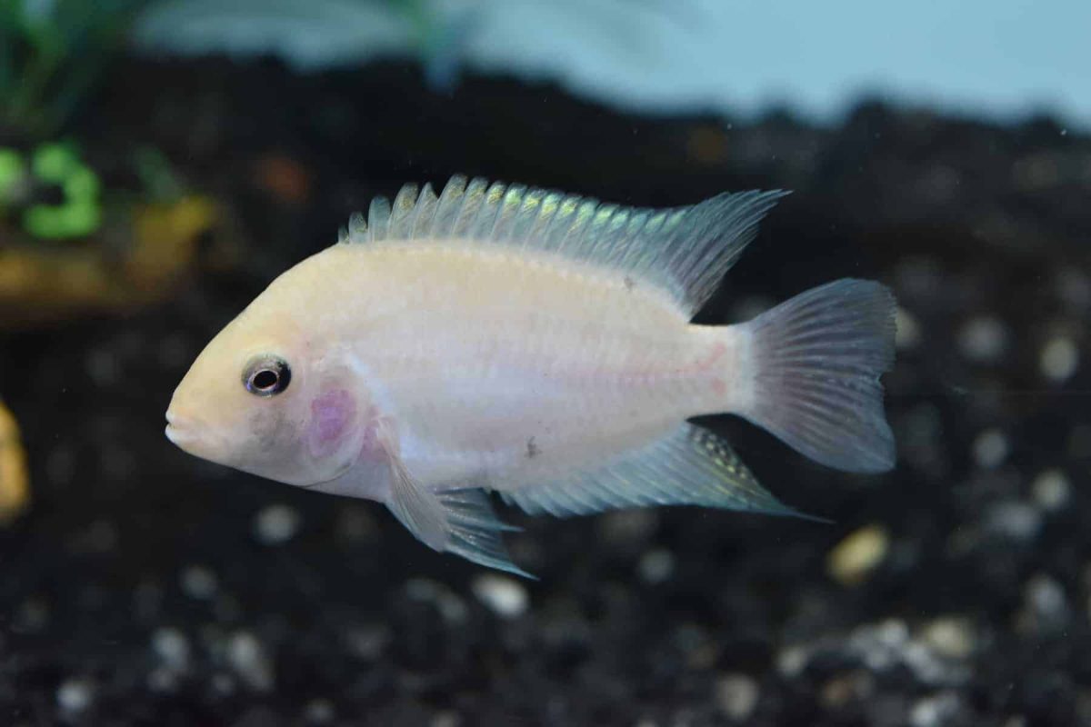 Albino Convict – The Fish Guy