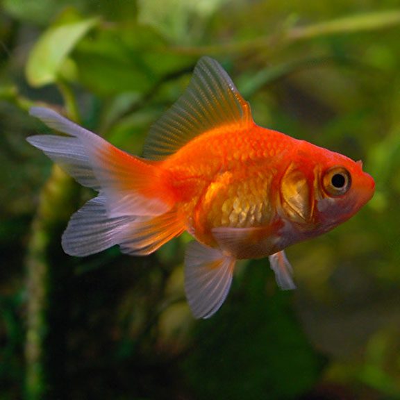 Fantail Goldfish The Fish Guy