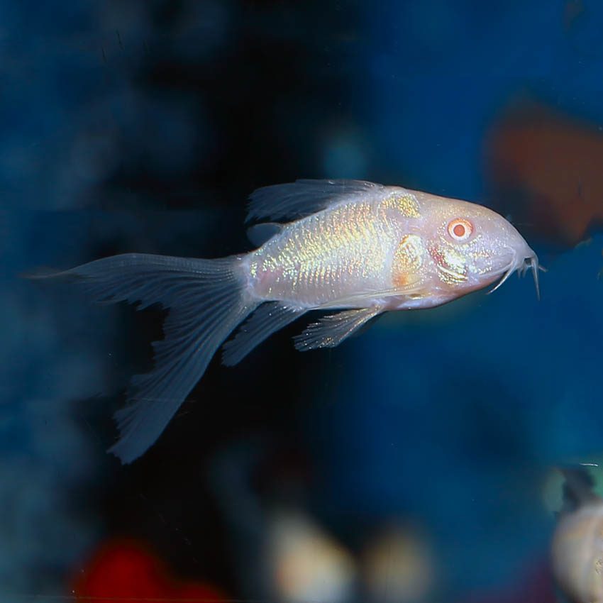 Longfin Fish Longfin Albino Corydoras – The Fish Guy