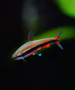Red Beckford's Pencilfish