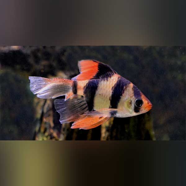tiger_barb_longfin
