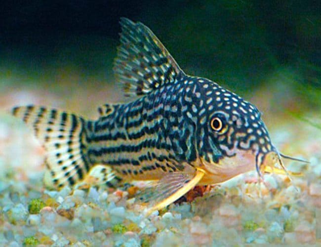 Cory-Sterbai2014