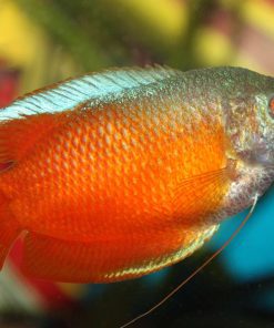 Dwarf Gourami
