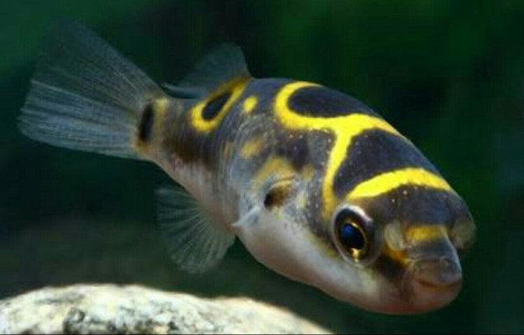 Figure-8 Puffer Fish – The Fish Guy