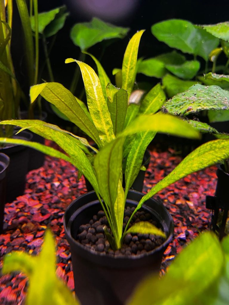 Amazon Sword Plant The Fish Guy