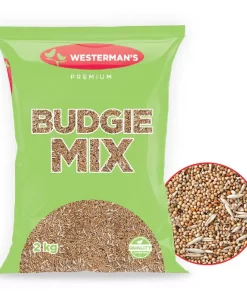 Westerman's Budgie Mix