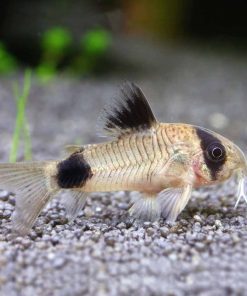 Panda Corydoras Catfish