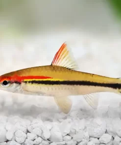 Red-Line Torpedo Barb