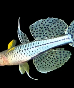 Rainbow Gertrudes Spotted