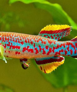 Steel Blue Killi Fish