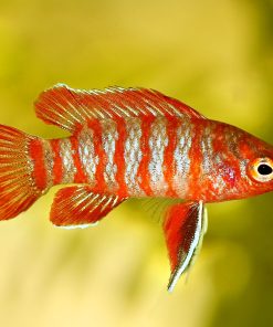 Badis Red Scarlet