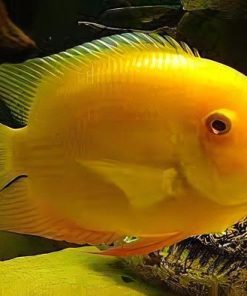 Golden Deacon Severum
