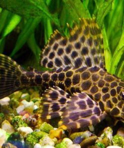 Sailfin Plecostomus
