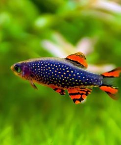 Galaxy Rasbora