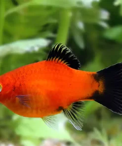 Platy Fish