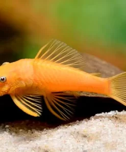 Blue Eyed Lemon Bristle Nose