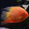 Red Spotted Severum (Deacon)