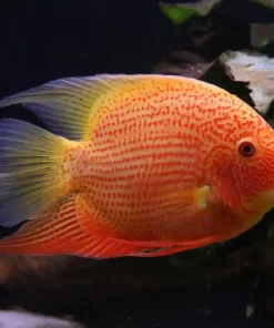 Red Spotted Severum (Deacon)